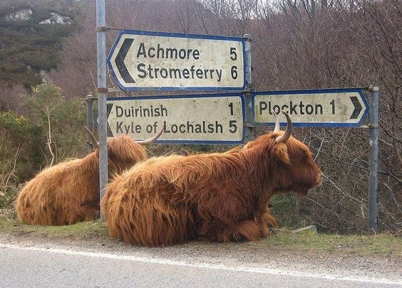 plockton cows